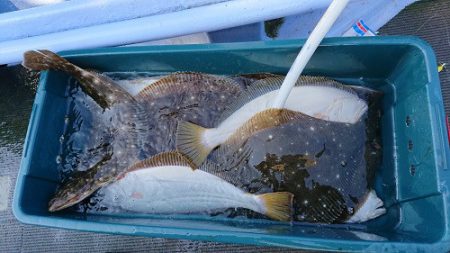 小樽港遊漁船SHAKE 釣果