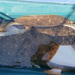 小樽港遊漁船SHAKE 釣果