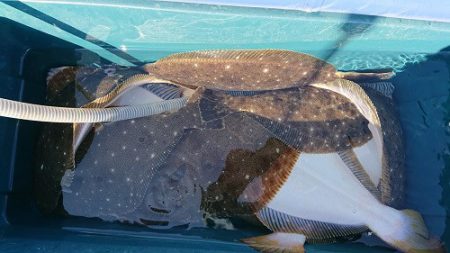 小樽港遊漁船ＳＨＡＫＥ 釣果