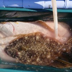 小樽港遊漁船SHAKE 釣果