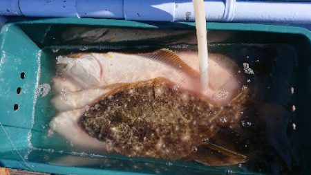 小樽港遊漁船SHAKE 釣果