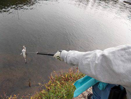 平谷湖フィッシングスポット 釣果