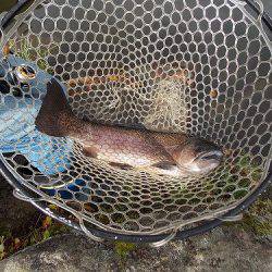 平谷湖フィッシングスポット 釣果