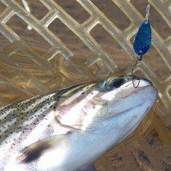 平谷湖フィッシングスポット 釣果