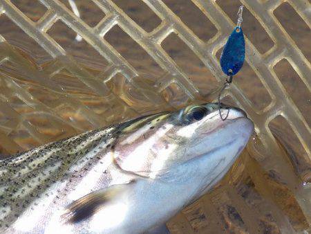 平谷湖フィッシングスポット 釣果