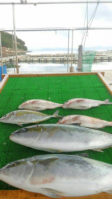 海の釣堀 海恵 釣果