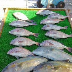海の釣堀 海恵 釣果