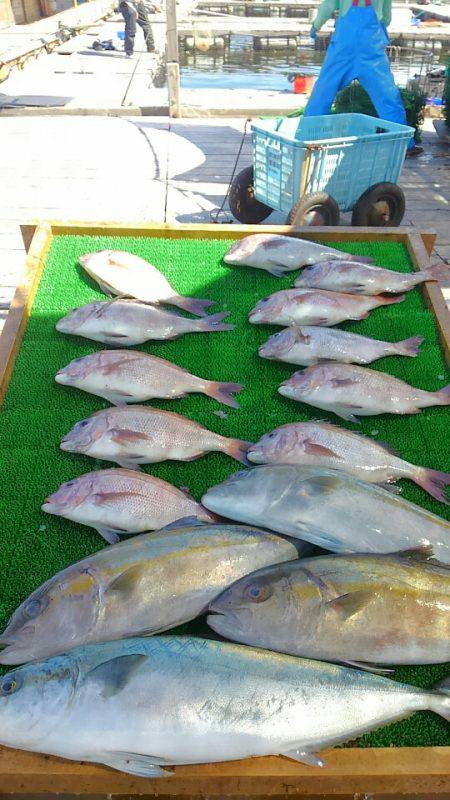 海の釣堀 海恵 釣果