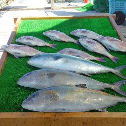 海の釣堀 海恵 釣果