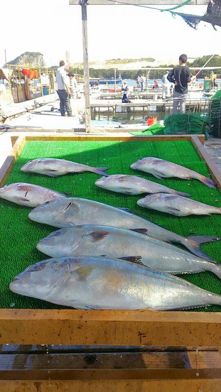 海の釣堀 海恵 釣果