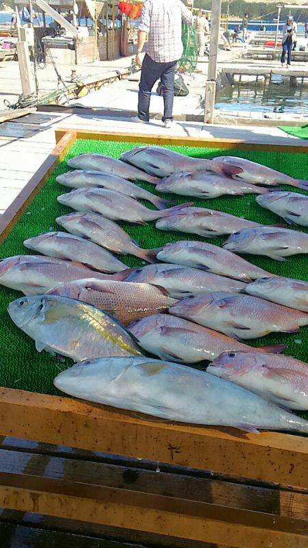 海の釣堀 海恵 釣果