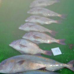 海の釣堀 海恵 釣果