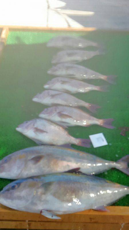 海の釣堀 海恵 釣果