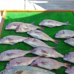 海の釣堀 海恵 釣果