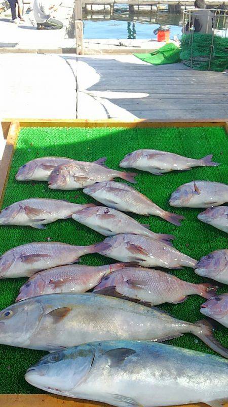 海の釣堀 海恵 釣果