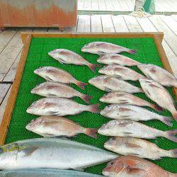海の釣堀 海恵 釣果