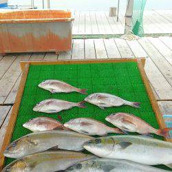 海の釣堀 海恵 釣果