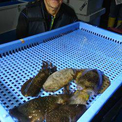 第三共栄丸 釣果