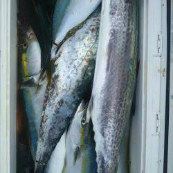 サンマリン 釣果