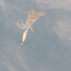 あみや渡船 JIGBOY 釣果