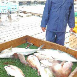 海の釣堀 海恵 釣果