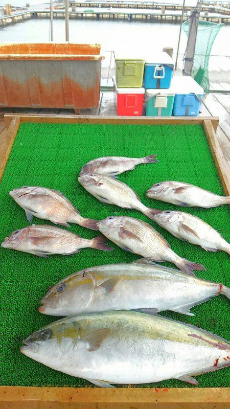 海の釣堀 海恵 釣果