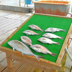 海の釣堀 海恵 釣果