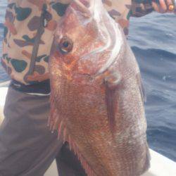 ブルドック 釣果