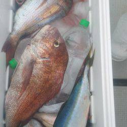 ブルドック 釣果