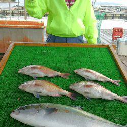 海の釣堀 海恵 釣果