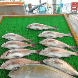 海の釣堀 海恵 釣果