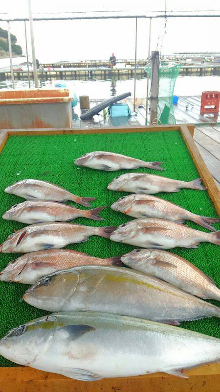 海の釣堀 海恵 釣果