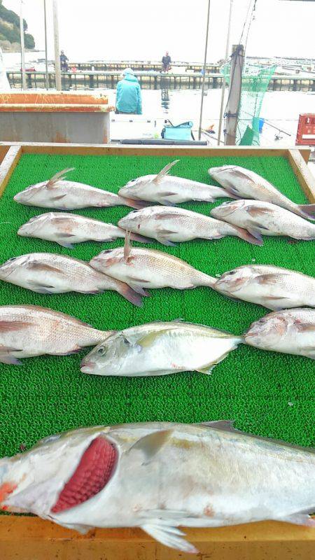 海の釣堀 海恵 釣果