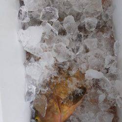 第二龍勢丸 釣果