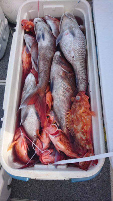 ARCADIAⅡ (アルカディアⅡ) 釣果