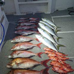 ARCADIAⅡ (アルカディアⅡ) 釣果