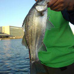 アマテラス 釣果