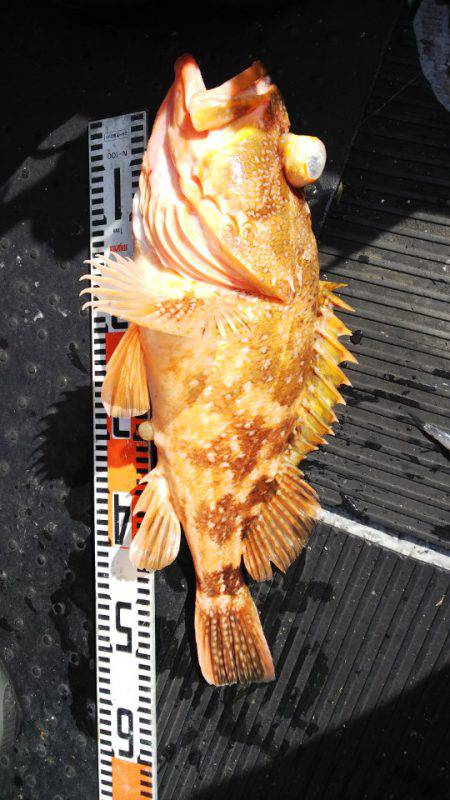 第二龍勢丸 釣果