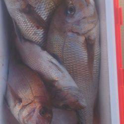 ブルドック 釣果