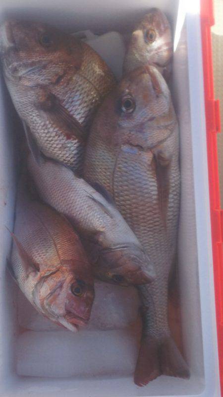 ブルドック 釣果