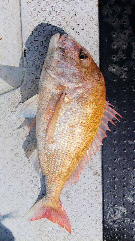 第二龍勢丸 釣果