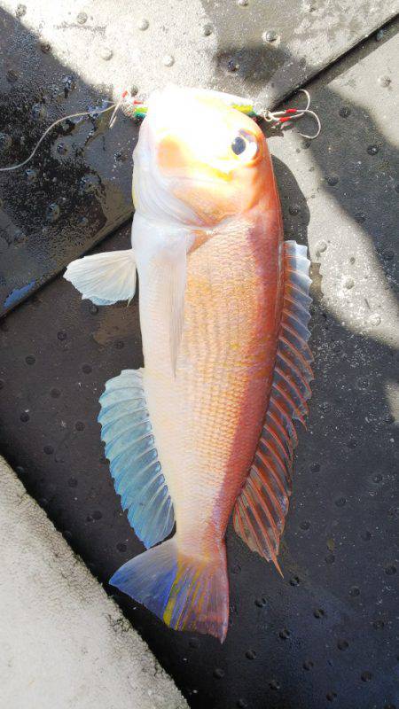 第二龍勢丸 釣果