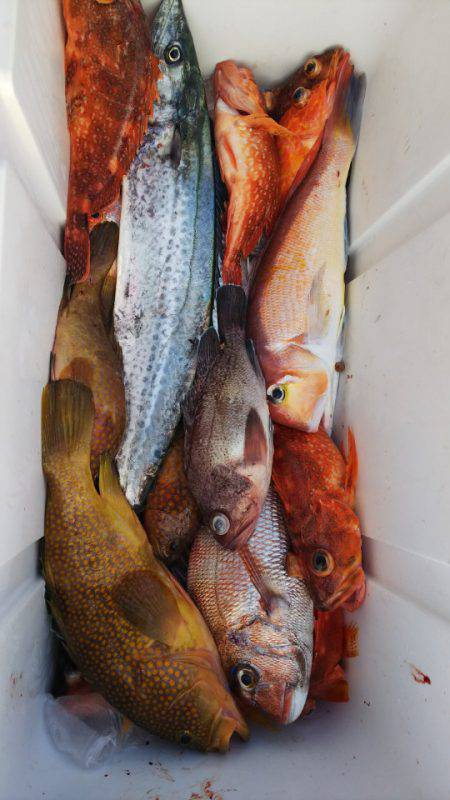 第二龍勢丸 釣果