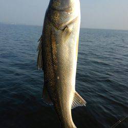 アマテラス 釣果