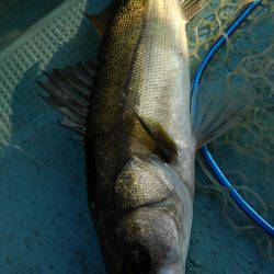 アマテラス 釣果