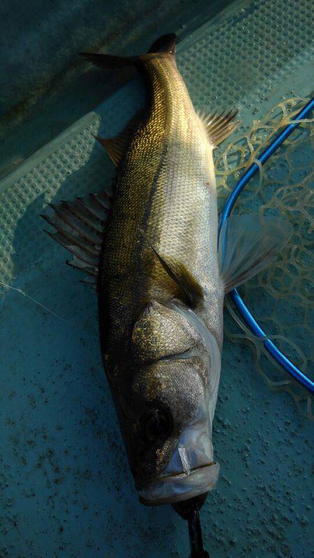 アマテラス 釣果