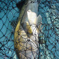 アマテラス 釣果