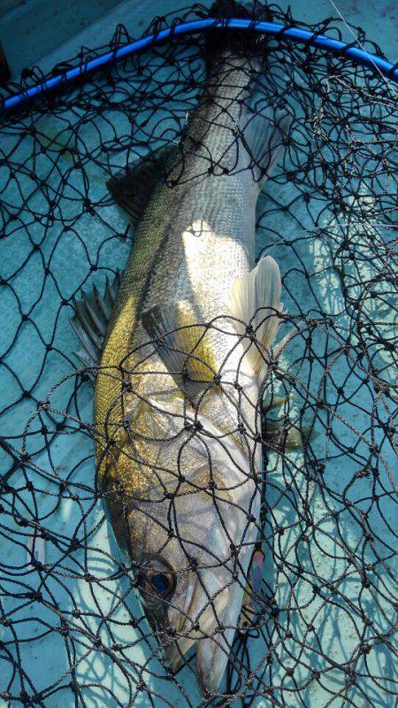 アマテラス 釣果