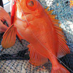 第二龍勢丸 釣果