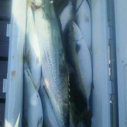 サンマリン 釣果